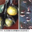 矢尖盾蚧