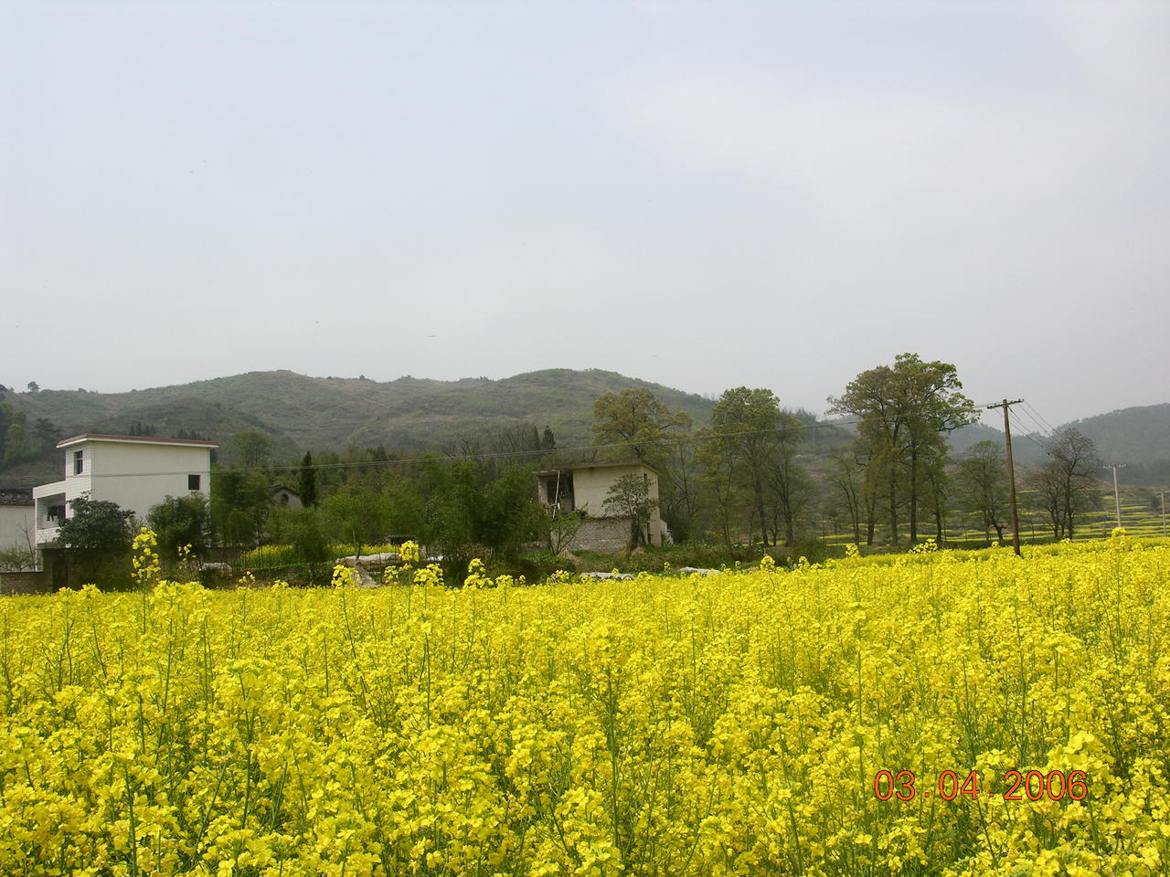 上門水口（北壩首）與油菜花開