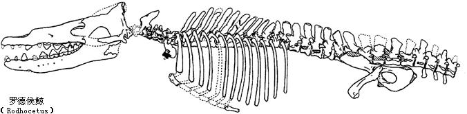 原鯨科（Protocetidae）的化石