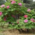 Paeonia suffruticosa