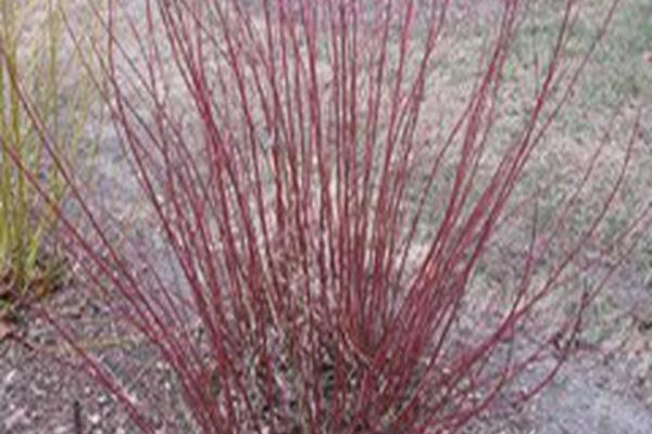 Cornus sericea \x27Baileyi\x27 Cornus sericea \x27Baileyi\x27