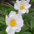 多花芍藥 多花芍藥
