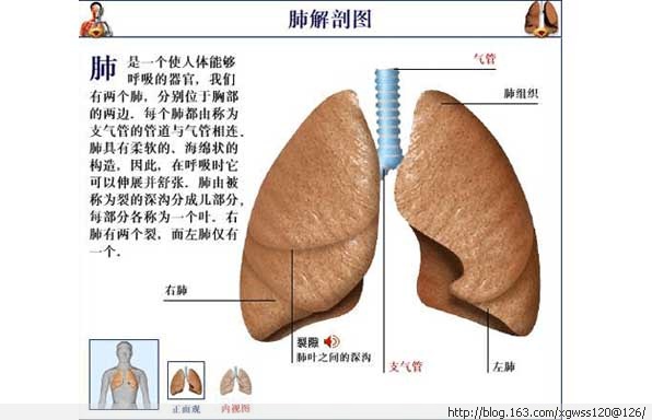 肺解剖圖
