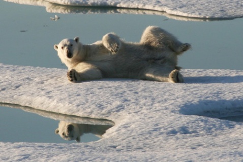 北極熊在海冰上玩耍