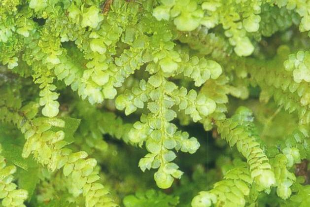 扁萼苔屬 扁萼苔屬