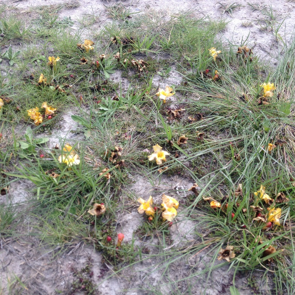 Silviella serpyllifolia