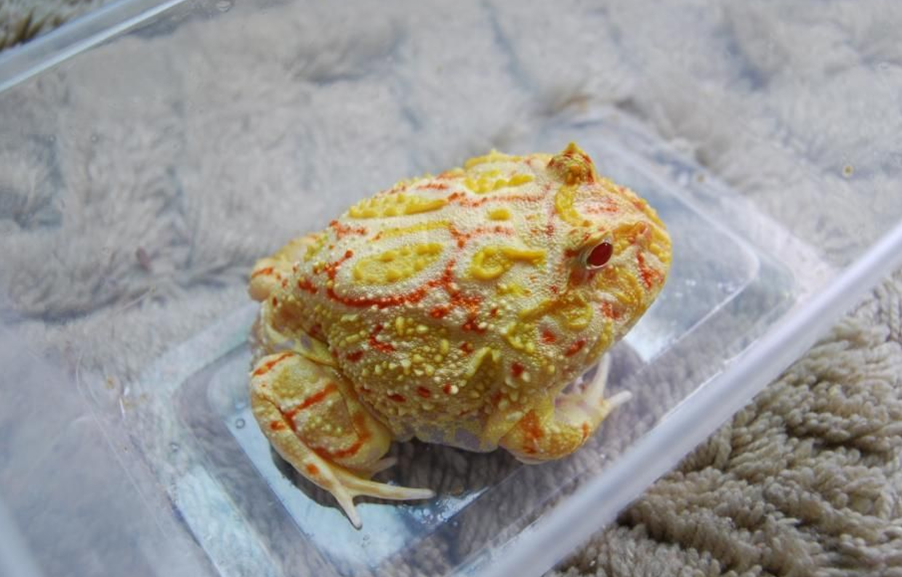黃褐色南美角蛙