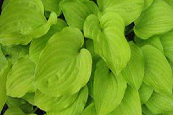 Hosta \x27Golden Scepter\x27