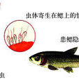 魚隱鞭蟲病 魚隱鞭蟲病