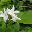 毛茉莉 毛茉莉