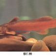 修仁魚央 修仁魚央