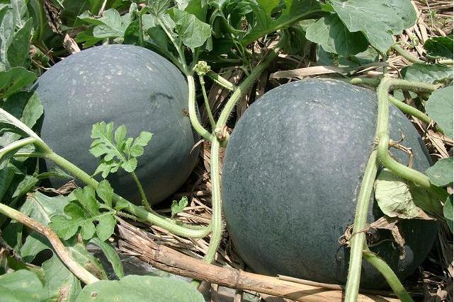 湘西瓜71號 湘西瓜71號