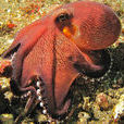 條紋蛸