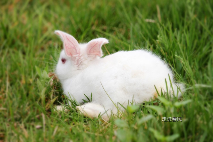 兔吃草