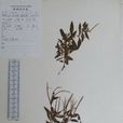 矮生柳葉菜 矮生柳葉菜