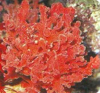 紅棘海綿 紅棘海綿