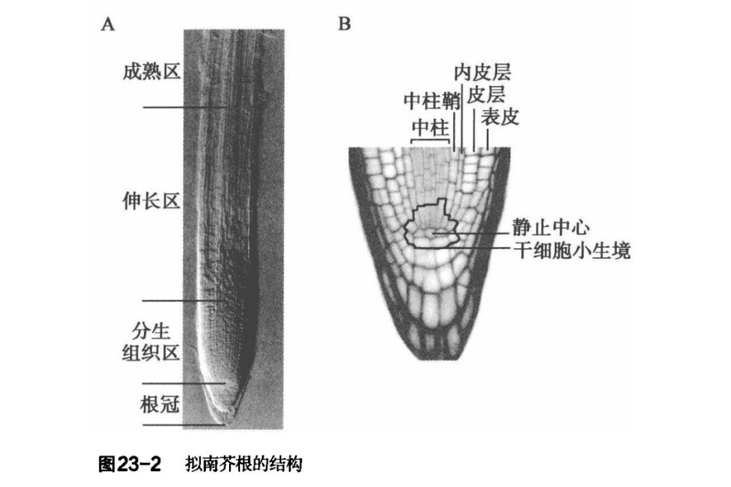 靜止中心 靜止中心