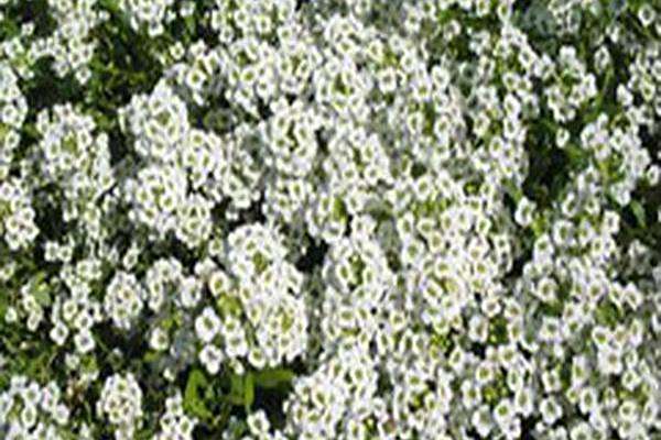 Lobularia \x27Inlbusnopr\x27 SNOW PRINCESS
