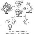 異促效應 異促效應