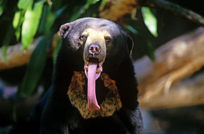 馬來熊吐舌頭
