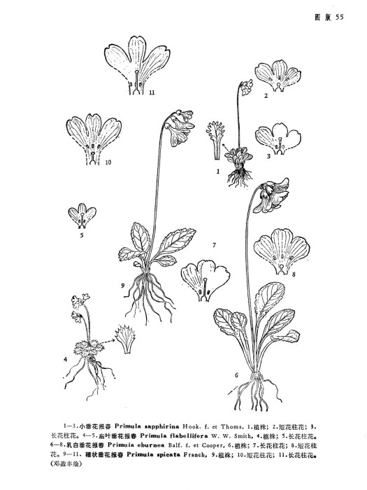 小垂花報春 小垂花報春