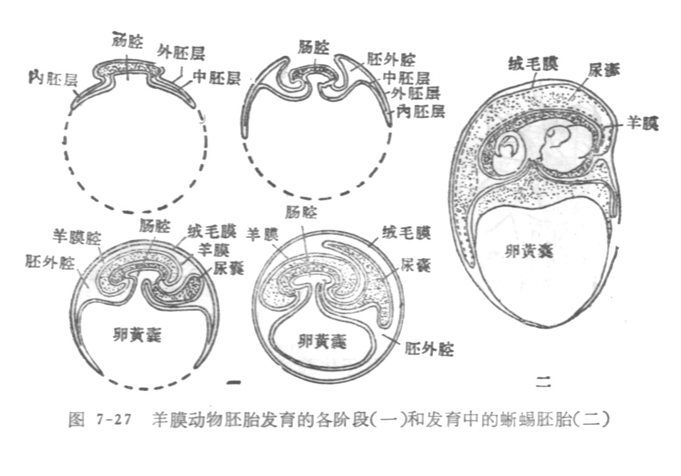 羊膜動物胚胎髮育的各個階段