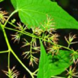 紅纓合耳菊 紅纓合耳菊