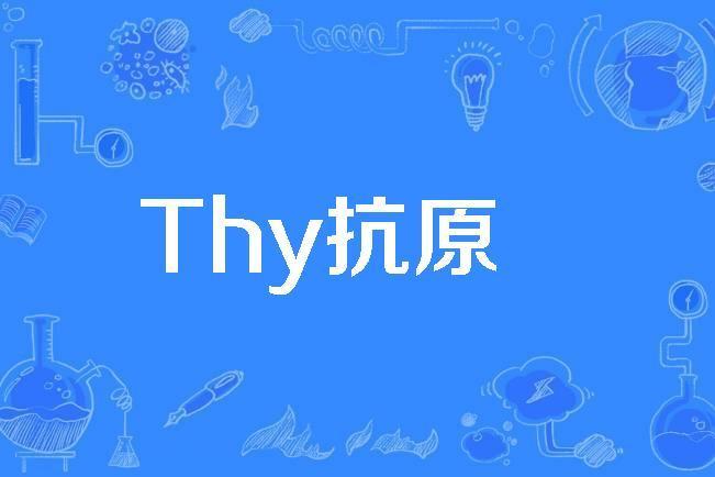 Thy抗原 Thy抗原