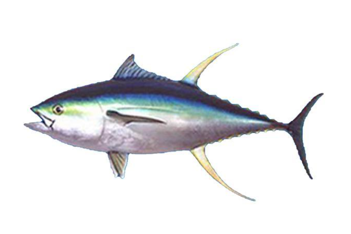 鮪魚類 鮪魚類