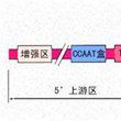 真核基因組