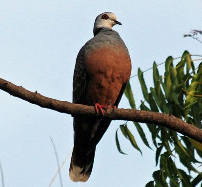 喀麥隆斑鳩 喀麥隆斑鳩