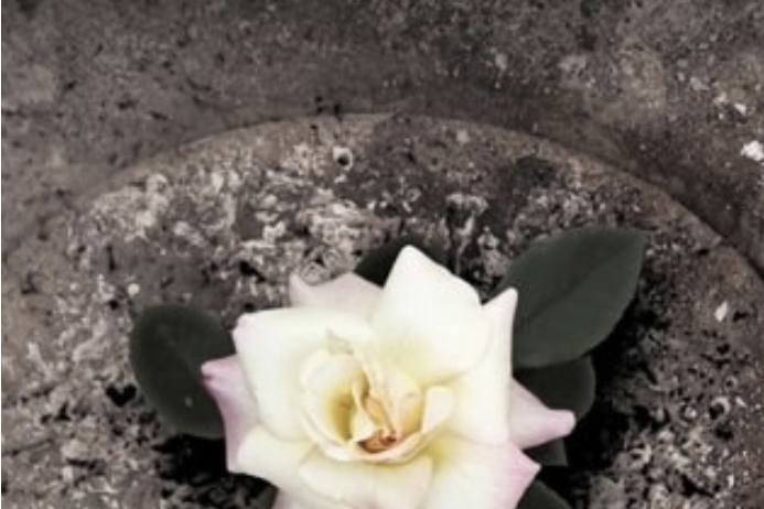 Ashes to Beauty Ashes to Beauty