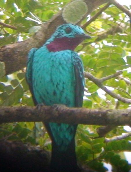 紫胸傘鳥 紫胸傘鳥