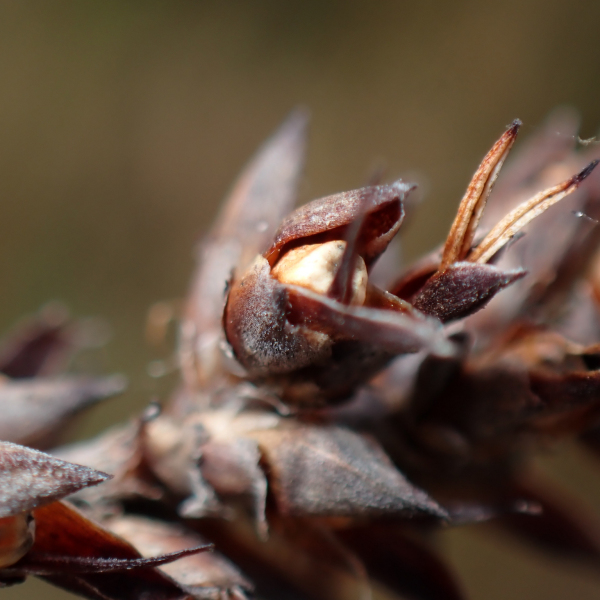 Lepidosperma calcicola