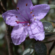 頭花杜鵑(植物) 頭花杜鵑(植物)