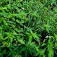 丁香蓼(植物) 丁香蓼(植物)