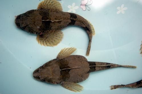 燕杜父魚 燕杜父魚