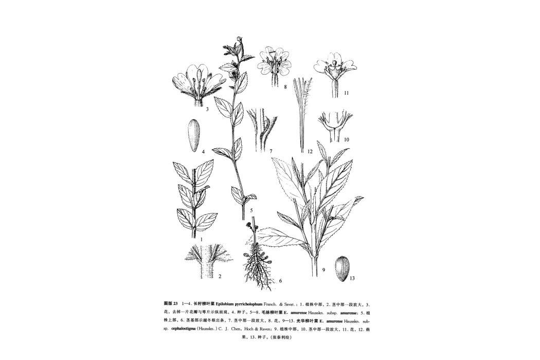 光滑柳葉菜(岩山柳葉菜) 光滑柳葉菜(岩山柳葉菜)