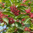 holly(冬青科植物) holly(冬青科植物)