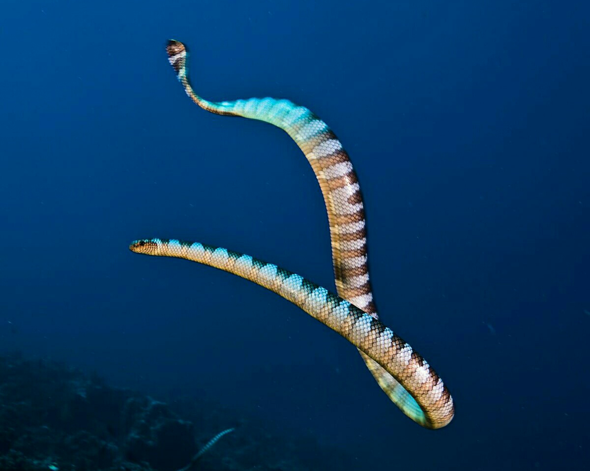 海蛇屬