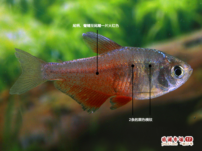 火焰燈魚