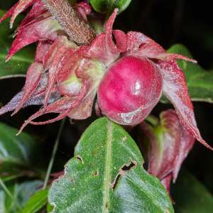 Drymonia oinochrophylla