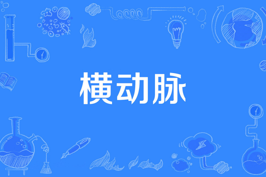 橫動脈 橫動脈
