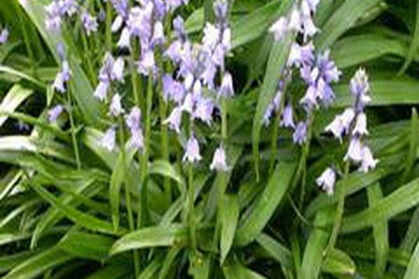 Hyacinthoides hispanica Hyacinthoides hispanica