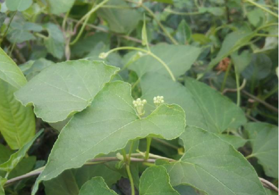 密花輪環藤(花輪減少) 密花輪環藤(花輪減少)