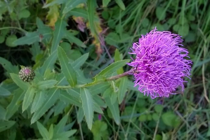 風毛菊屬 風毛菊屬