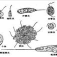 表殼蟲 表殼蟲