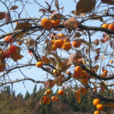柿樹科