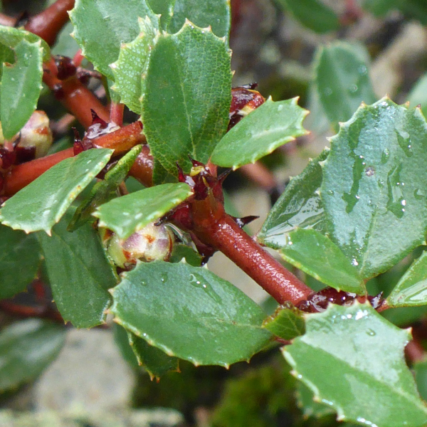 Ceanothus gloriosus