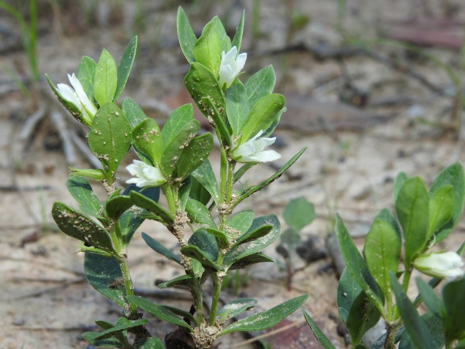 Orianthera pusilla